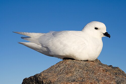 snow petrel